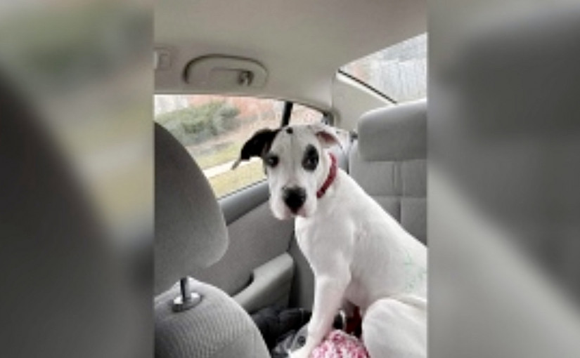 北美偷狗情況日益猖獗  年逾200萬寵物狗失竊