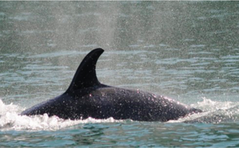 加拿大瀕危動物虎鯨出現「驚人」普遍皮膚病