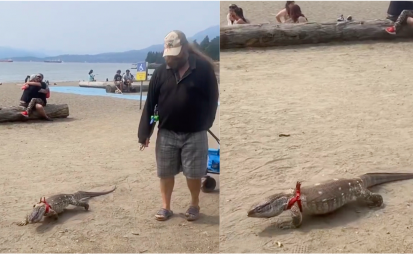 【有片】奇觀！溫哥華男子英吉利灣遛寵物蜥蜴