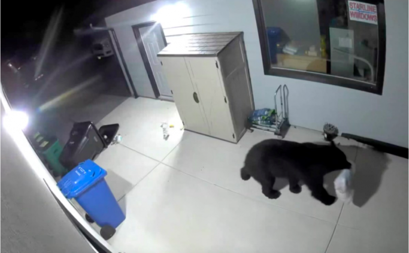 【有片】美味藏不住  瞧黑熊有多快！狠！準！