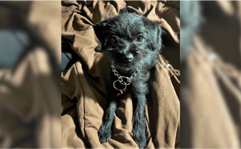 素里民居內小狗與財物半夜遭兩男強闖搶走  警籲民眾協尋