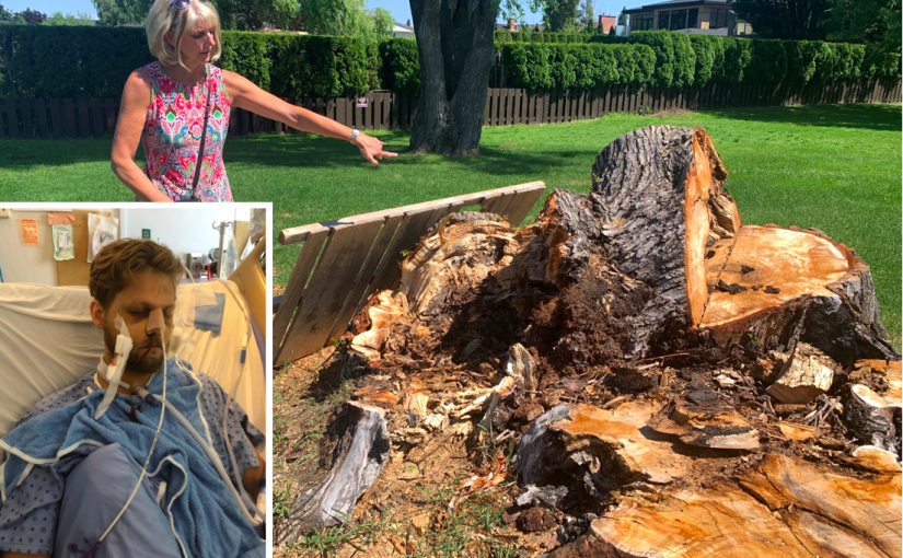背靠大樹好乘涼？卑詩母子公園休閒被大樹砸中險喪命