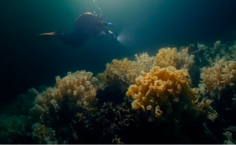 卑詩華裔男子玻璃海綿礁區非法捕魚被罰1.8萬元