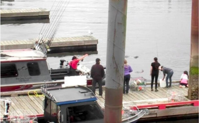 卑詩船主因餵食海豹被罰款萬元