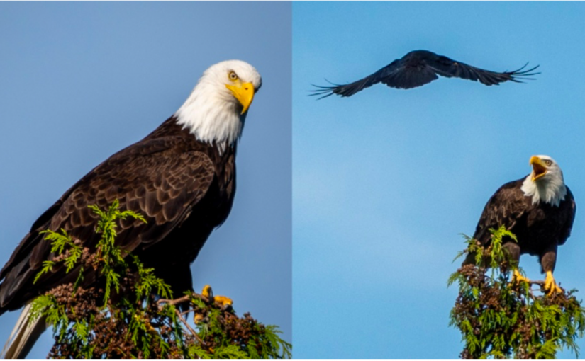 【有片】誰更兇悍？白頭鷹遭一群烏鴉「圍毆」！
