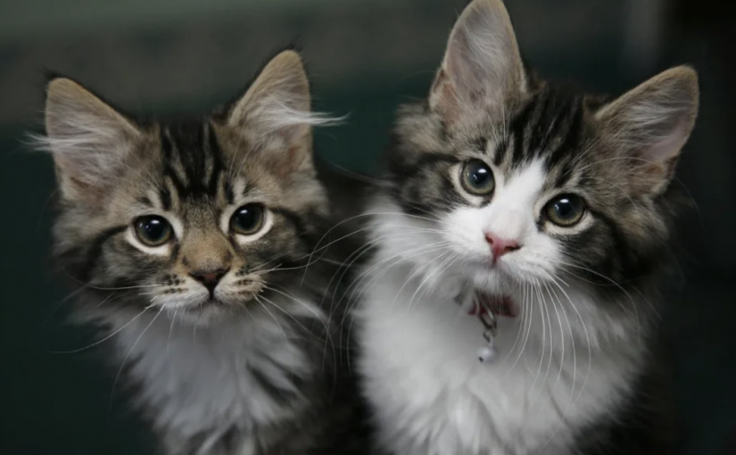 究竟是否棄養？兩只貓咪引發的一場糾紛