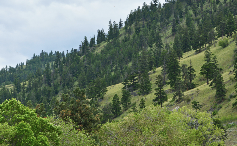 卑詩公園樹木砸傷意外 三歲幼童不幸身亡
