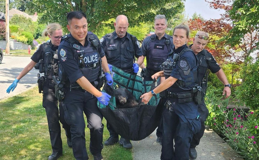 二埠警方終於市內抓到這「逍遙法外」的小傢伙