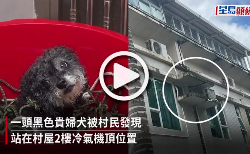 (視頻)荃灣村屋貴婦犬困冷氣機頂險墮樓 消防到場解困救一命