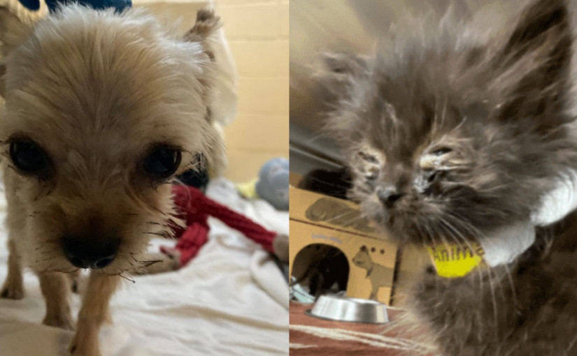 卑詩SPCA於一處住宅  撿走逾100隻被疏於照顧的寵物