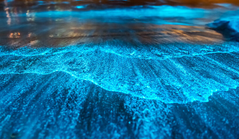 【有片】溫哥華罕見「夜光海」奇景 哪裡可以看到？