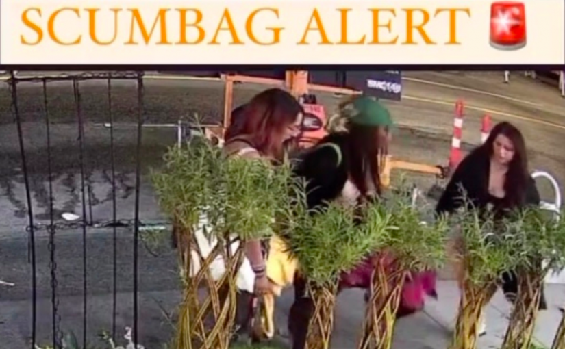 【有片】溫哥華餐廳全城動員查找「採花賊」  願獎勵一年免費食物