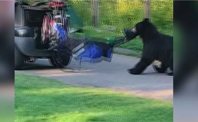 【有片】黑熊身手敏捷搶走高爾夫球包視頻走紅