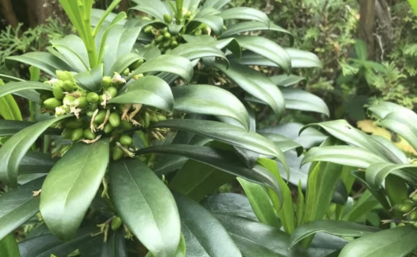 卑詩居民提醒這種有毒植物正在入侵