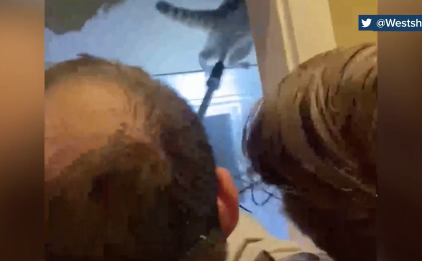 溫哥華島住戶遭浣熊襲擊 皇家騎警介入捕熊