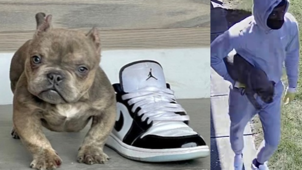 兩男子大白天入室盜竊 偷走四個月大鬥牛犬和多件珠寶