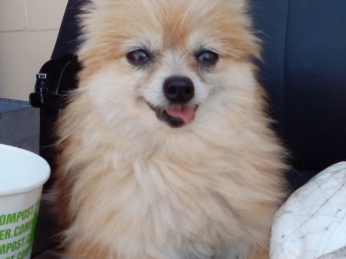 光天化日強搶松鼠狗  騎警發圖追緝劫犬徒