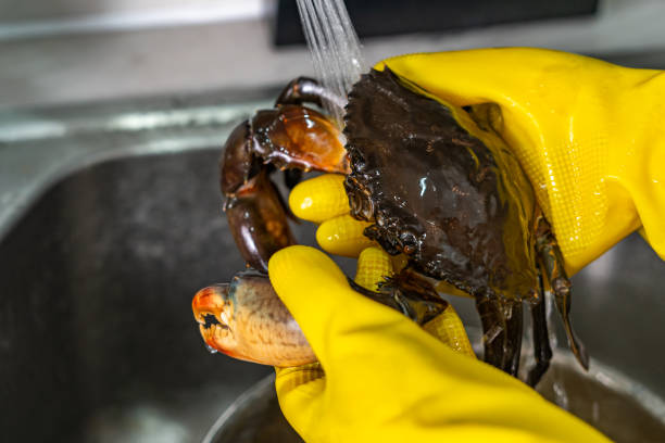 海鮮細菌｜女子洗蟹做漏1事 敗血病休克險送命 小心4類海鮮