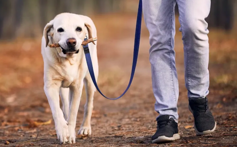 處罰合理嗎？寵物咬傷陌生人  狗主稱已盡職毋須擔責