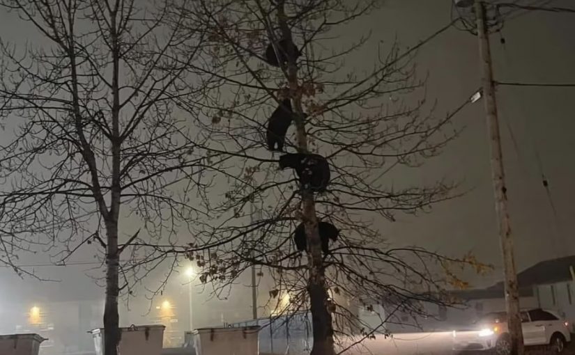 【多圖】樹上5黑熊  後院一灰熊  卑詩暖秋出沒頻繁威脅大