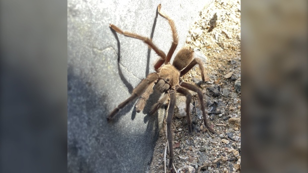 狼蛛過馬路釀車禍 電單車追尾急停汽車鐵騎士受傷
