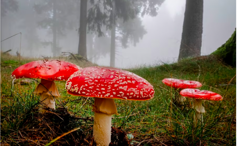 卑詩蘑菇大豐收樹林湧採摘人潮  專家提醒很多有毒！