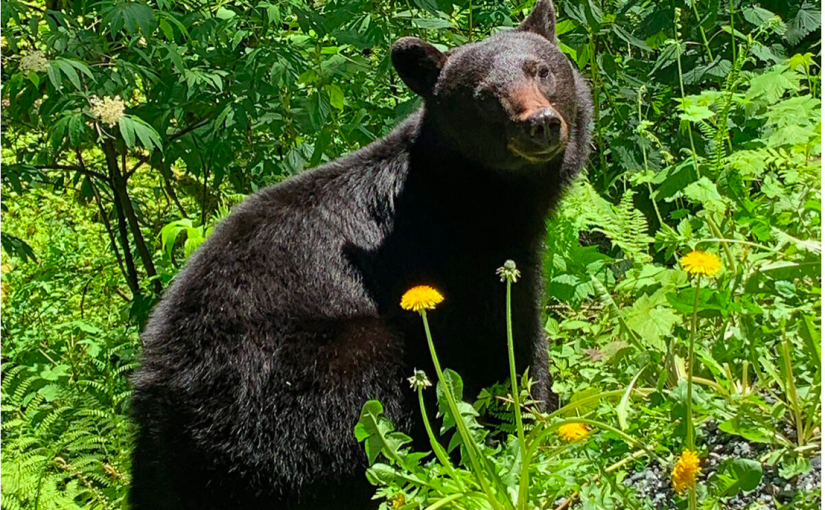 野生動物導遊殘忍射殺黑熊仔乸  法官怒判入獄加罰款開先例！