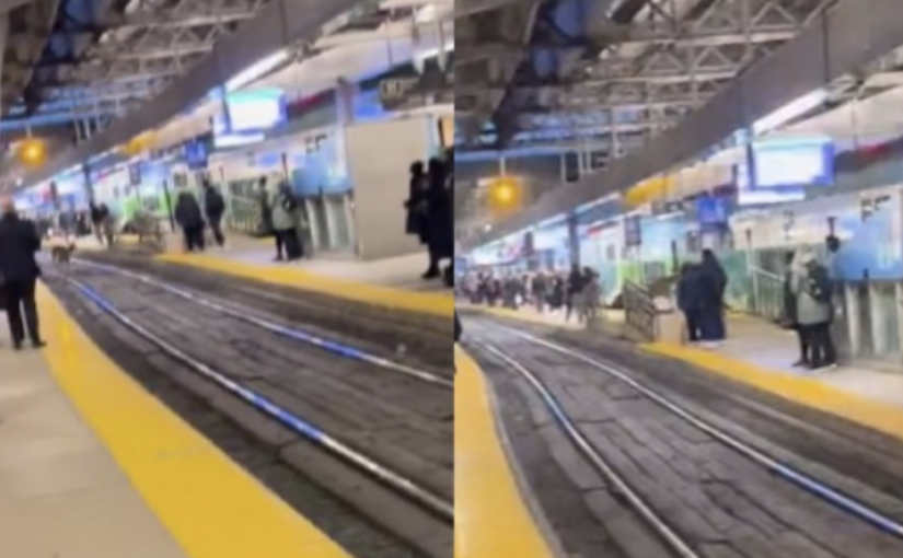 【有片】一頭小鹿在聯合車站跨過鐵軌 