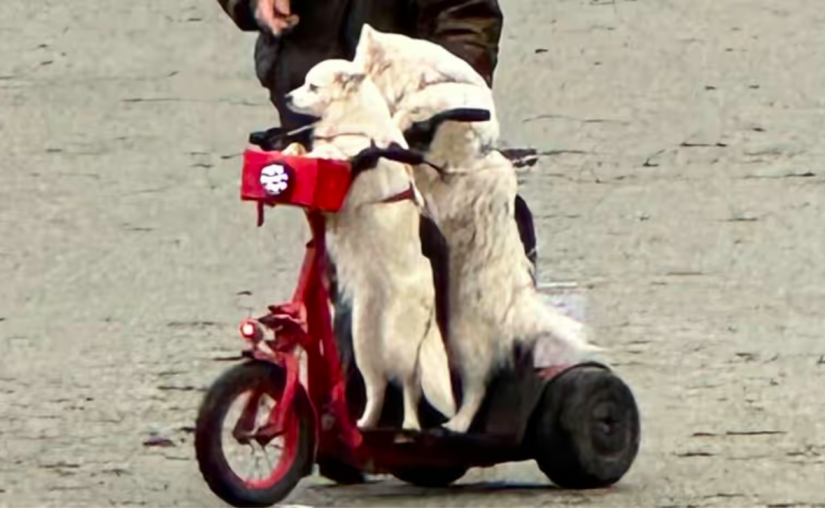 【有片】笑翻！北溫兩狗狗騎電動滑板車兜風
