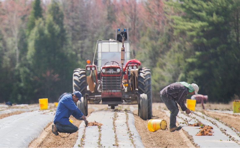 聯合國調查員稱低薪外勞計劃滋生現代奴隸制