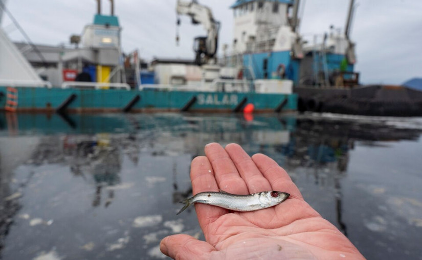 卑詩三文魚場年殺81萬條野生鯡魚 引發海洋生態災難