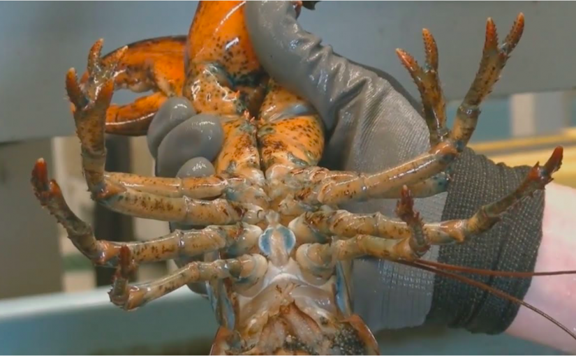 排外？加拿大養殖場須對產卵雌龍蝦「移民」安樂死