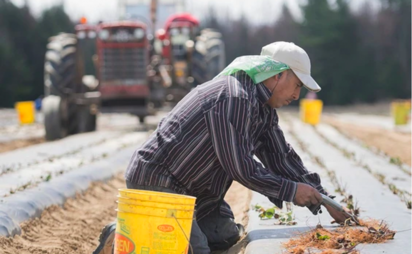 報告：加拿大喊停外勞和國際學生  令經濟衰退隱憂加深