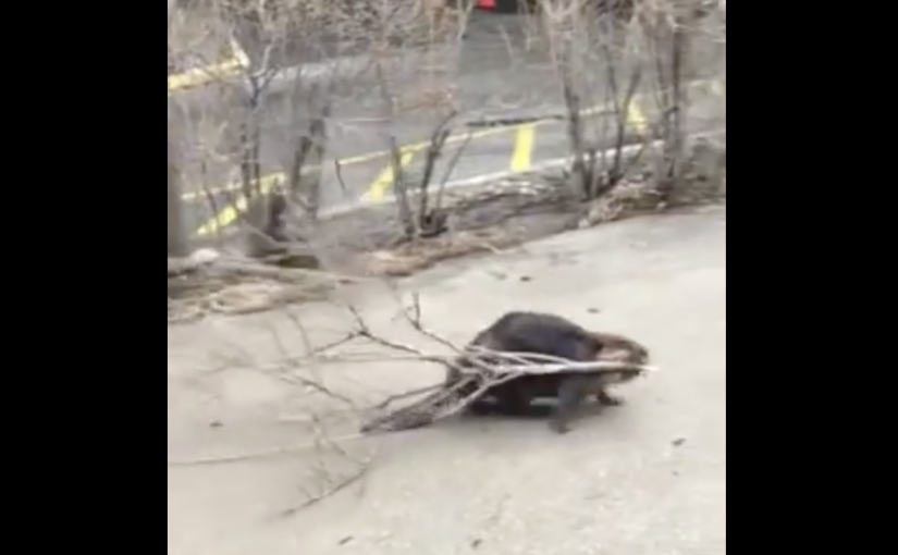 【有片】河狸不理圍觀 銜小樹大搖大擺穿行湖濱步道