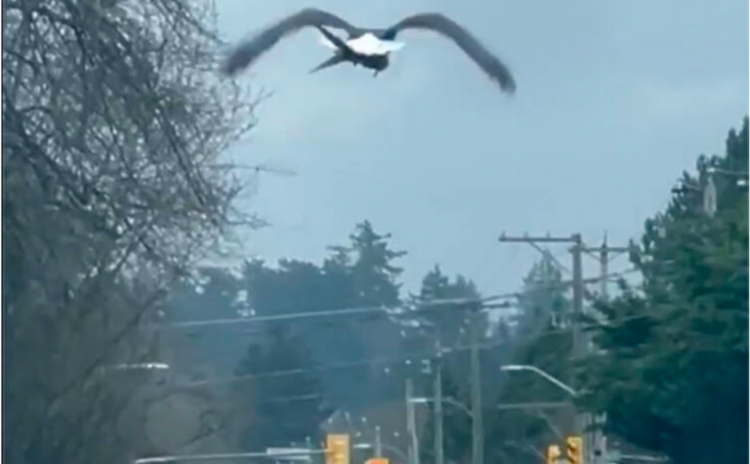 鳥吃鳥？卑詩夫婦目睹老鷹挾帶「外賣」驚人一幕