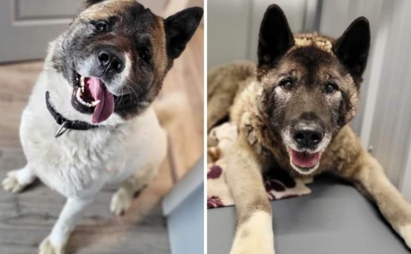 主人困泥沼義犬護駕抗土狼 伴隨兩天送暖終得救