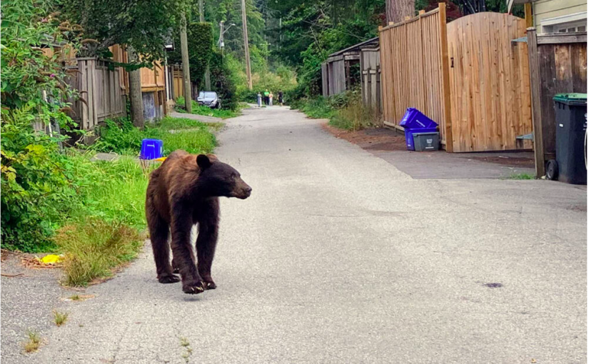 卑詩熊隻冬眠醒來正四處覓食  司機宜小心駕駛注意避讓