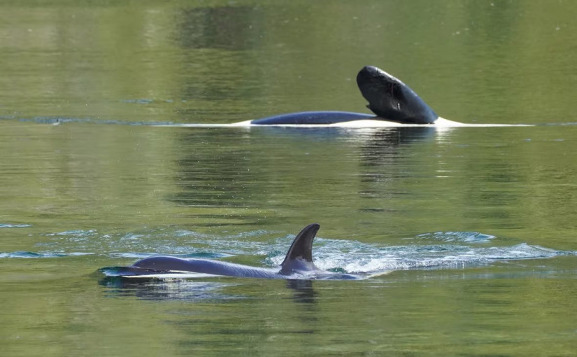 擱淺虎鯨一屍兩命 兩歲孤兒自困潟湖 民眾播鯨聲營救