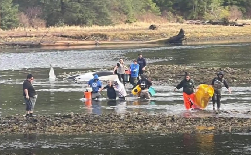 虎鯨擱淺死亡可鄰幼鯨伴母屍 保育人員為一事煩惱