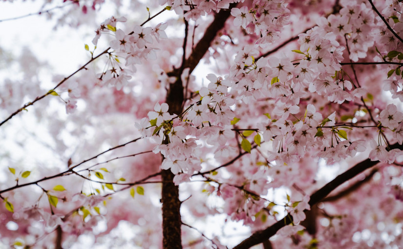 花粉症肆虐卑詩 專家解構原因及防治方法