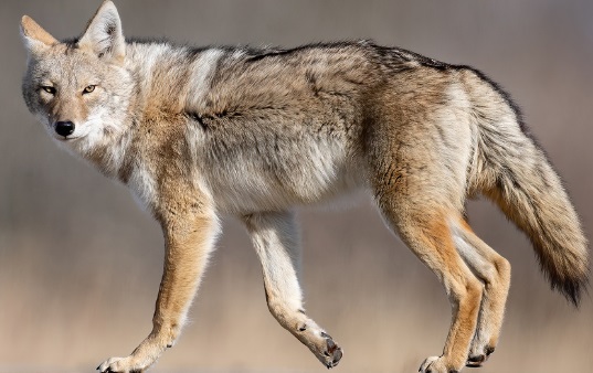 溫哥華四郊狼突現身 遛狗婦被咬傷手 愛犬遭叼起搖晃