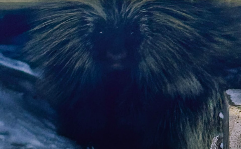 卑詩度假村纜車遭破壞一整晚  歹徒當場抓到！