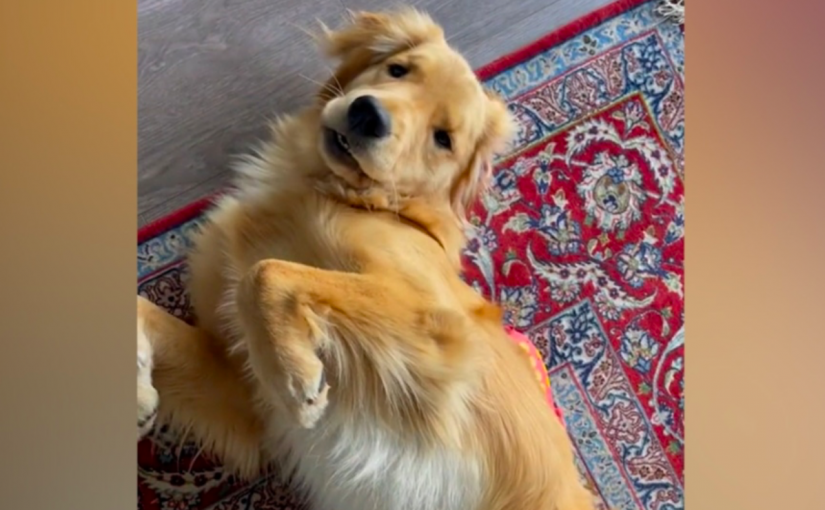 夫婦離異後愛犬歸誰？卑詩法官做出史無前例裁決