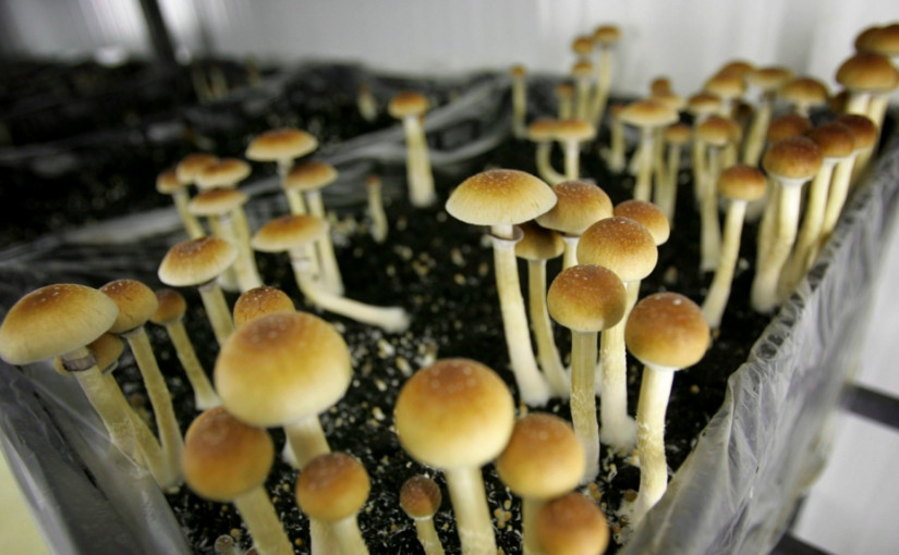 市府無權決定迷幻蘑菇合法性 議員獻計藉商業發牌規管