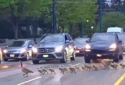【有片】加拿大鵝真「霸道」 首領率半百小將昂然橫越6條行車線