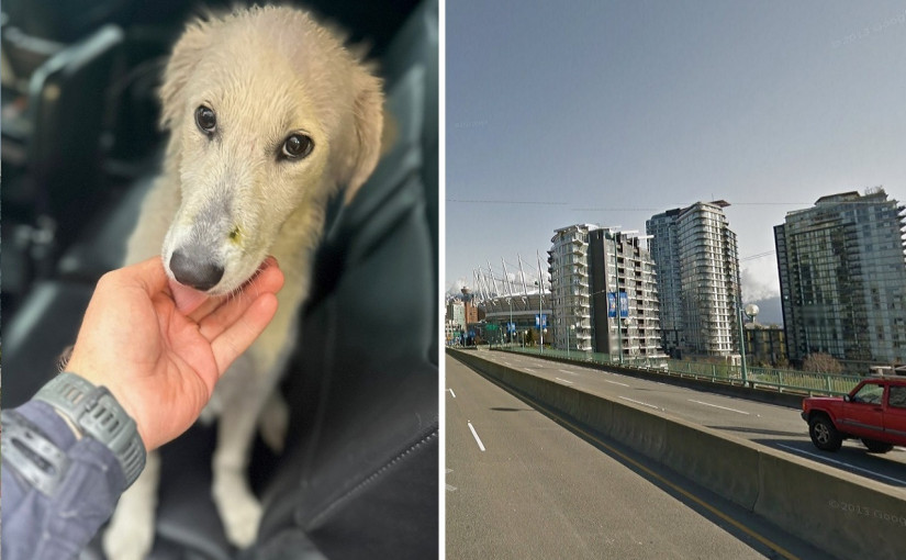 失主濕水狗甘比橋狂奔 遇救星即跳上警車求助