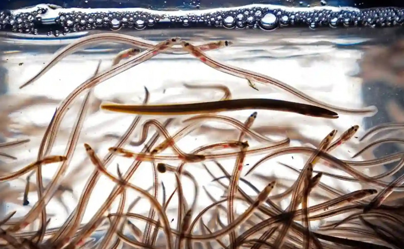 多倫多機場查獲近50萬元鰻魚 今年已149人因類似罪行被捕