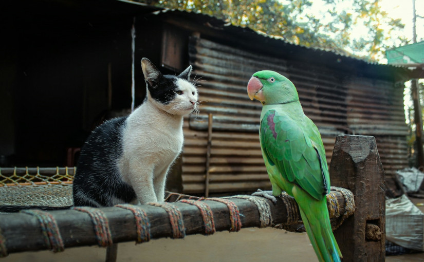 喵星人有特權 新例下寵物噪音一律受規管唯貓咪例外 理據何在？