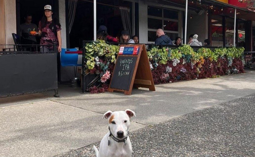 【好去處】帶著毛孩去下午茶 溫哥華兩間狗狗友好餐廳夏季開放