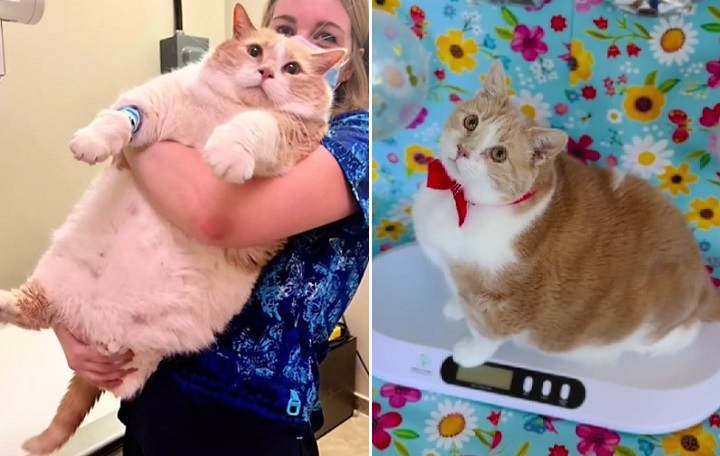 【有片】43磅肥貓5個月瘦身四分一  吸粉13萬獲讚260萬次